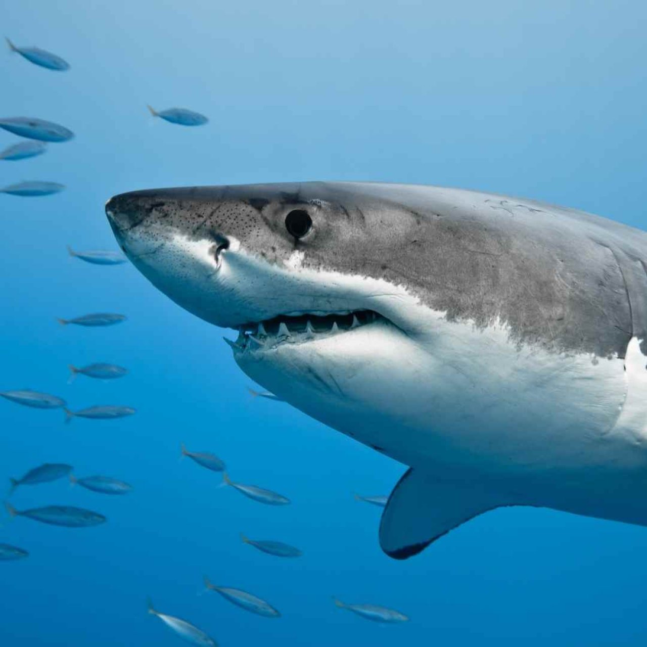 is it going to bite you - an image of a shark under the water staring at the camera with small fish swimming behind it.